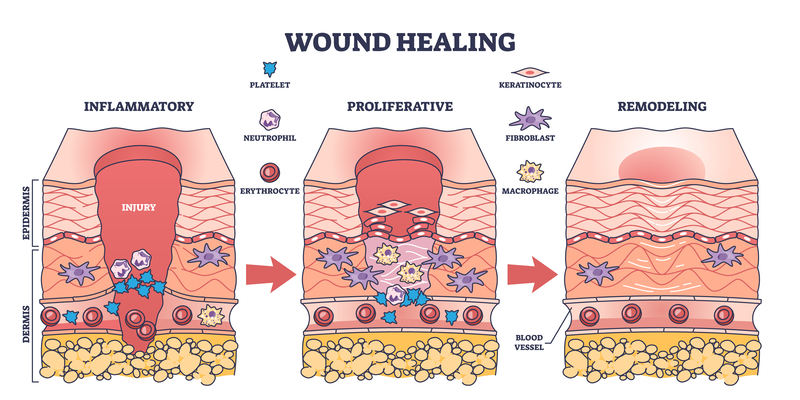 fascia e guarigione
