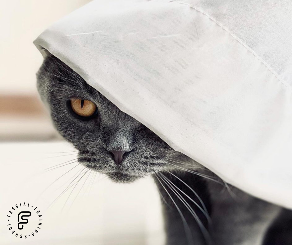 Fascial Training School teaching