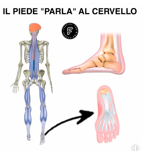 Il piede parla al cervello